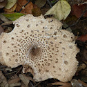 Parasol Mushroom