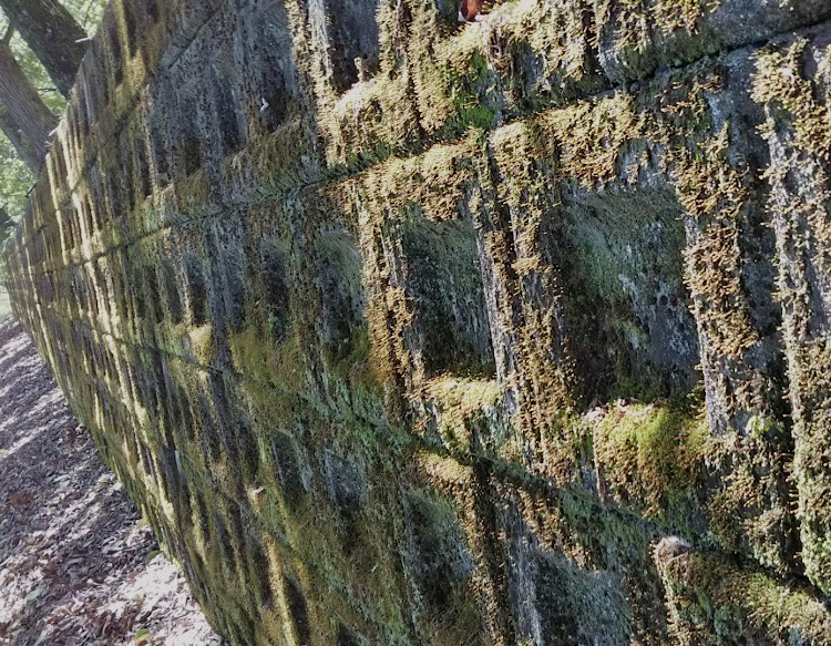 AZ-1の竹林・ジブリ・ラピュタ・自然の風景に関するカスタム事例の投稿画像6枚目