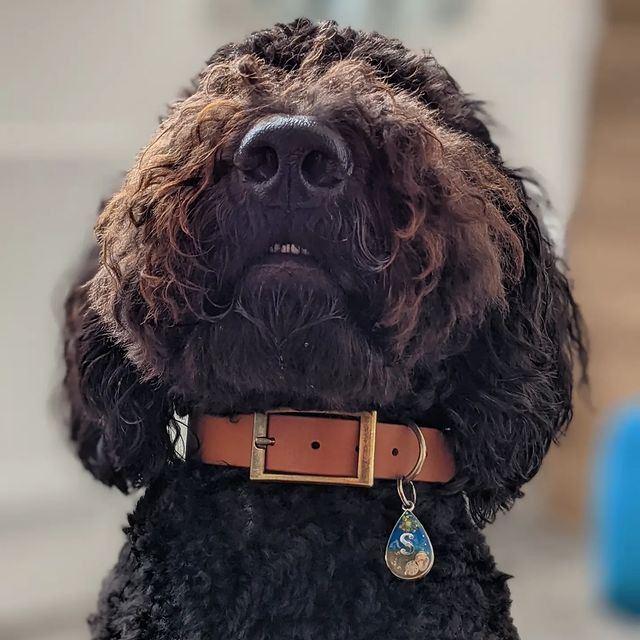 Sebastian the black goldendoodle