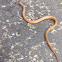 Northern Brown Snake