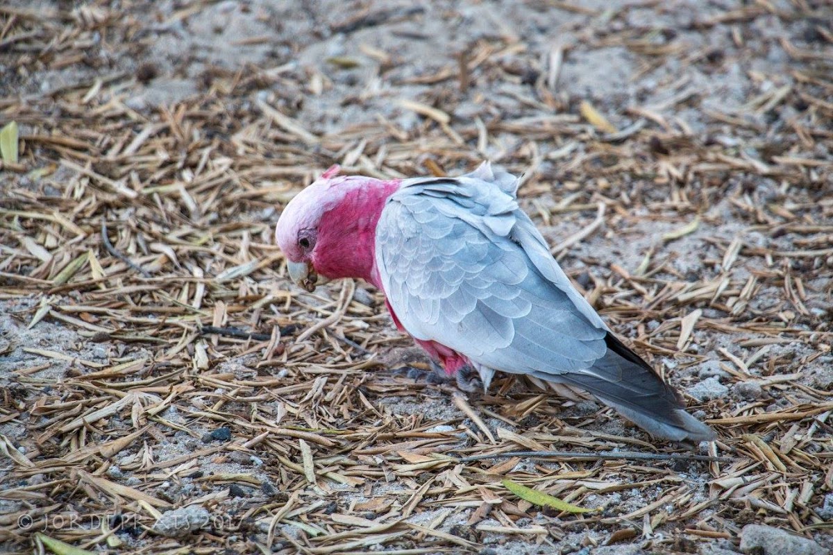 Rose breasted cockatoo