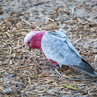 Rose breasted cockatoo