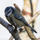 Blue Tit