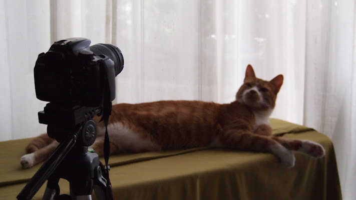 Il mio gatto e una delle mie macchine fotografiche di dst56