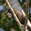 Red-Tailed Squirrel