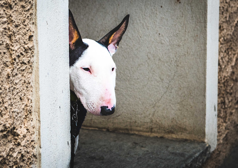 La timidezza del cucciolo  di POLNGU