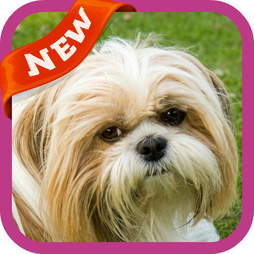 Shih Tzu Wallpaper Aplikasi Di Google Play