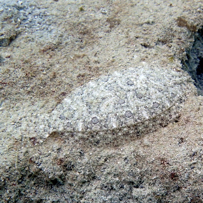 Leopard Flounder