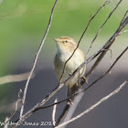 Chiffchaff; Mosquitero Común