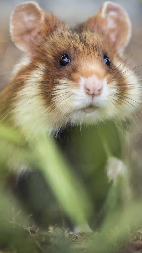 Hamster Wallpapers HD  4k Backgrounds