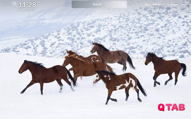 Horses Animals Wallpapers Horses New Tab