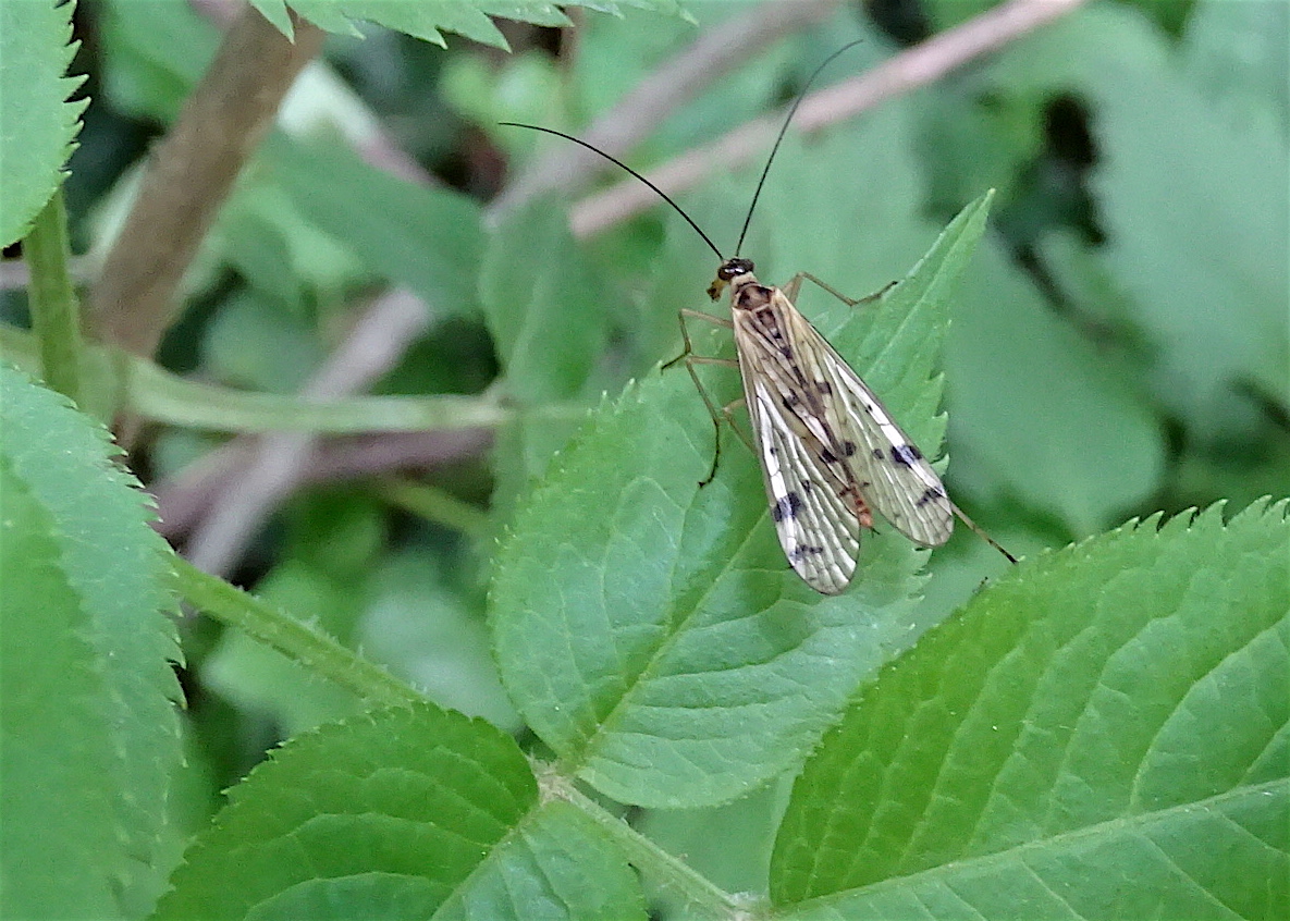 Scorpionfly (female)