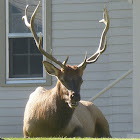 Elk (Male)