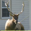 Elk (Male)