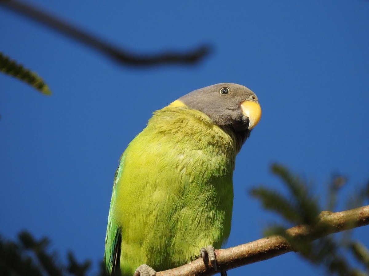 Plum-headed Parakeet