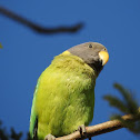 Plum-headed Parakeet