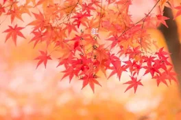 紅く染まったもみじのように