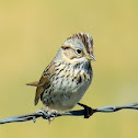 Lincoln's sparrow