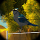 Real Bird hunting 3D