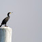 Little Cormorant