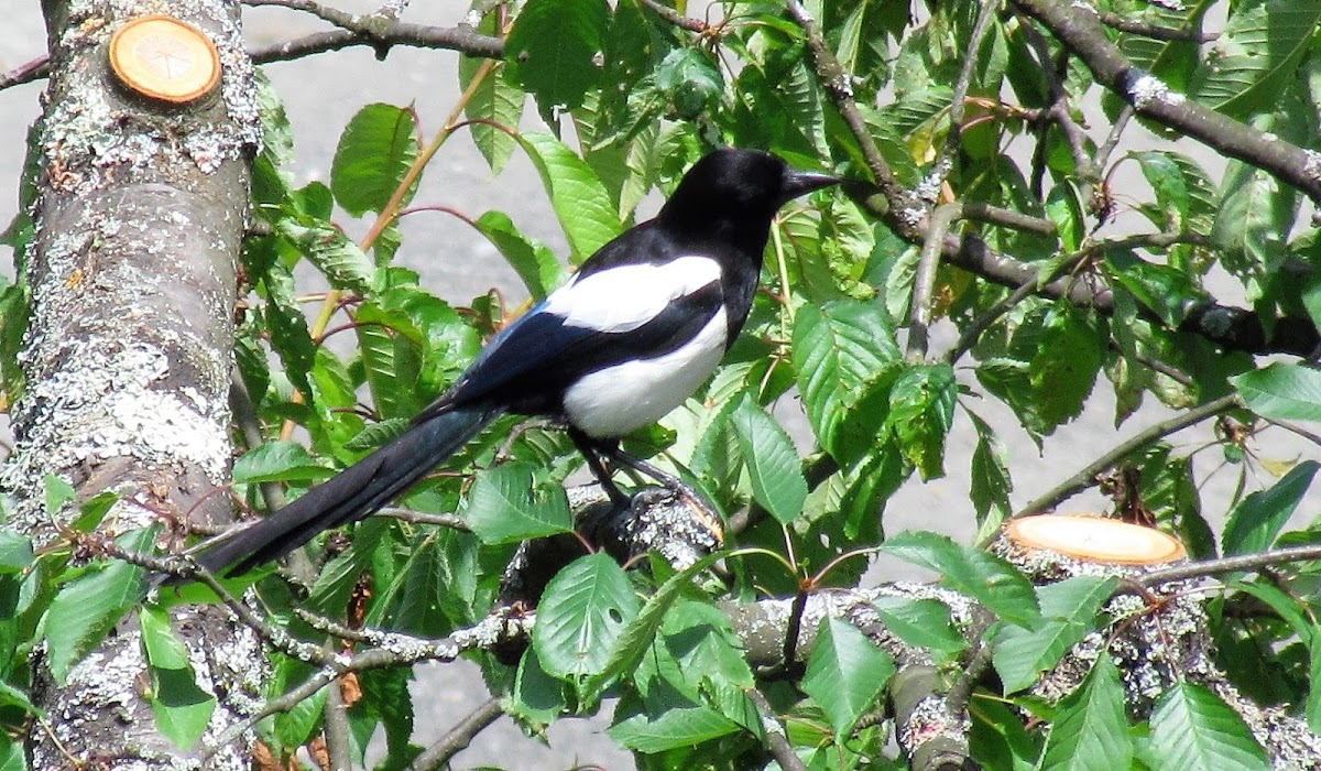 Eurasian magpie