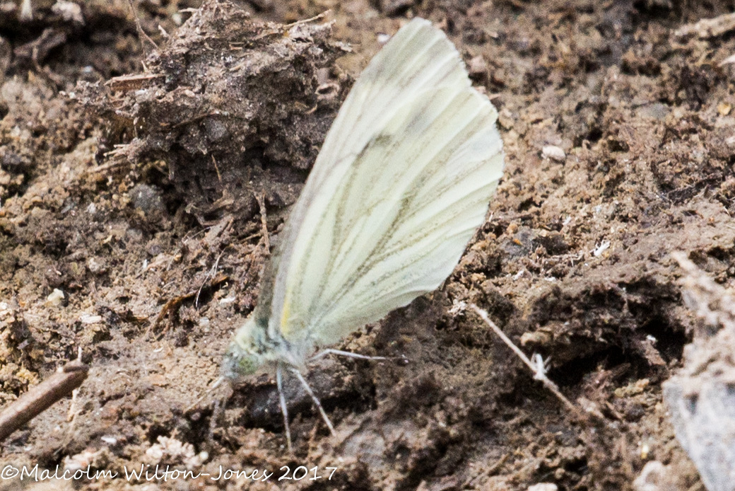 Green-veined White