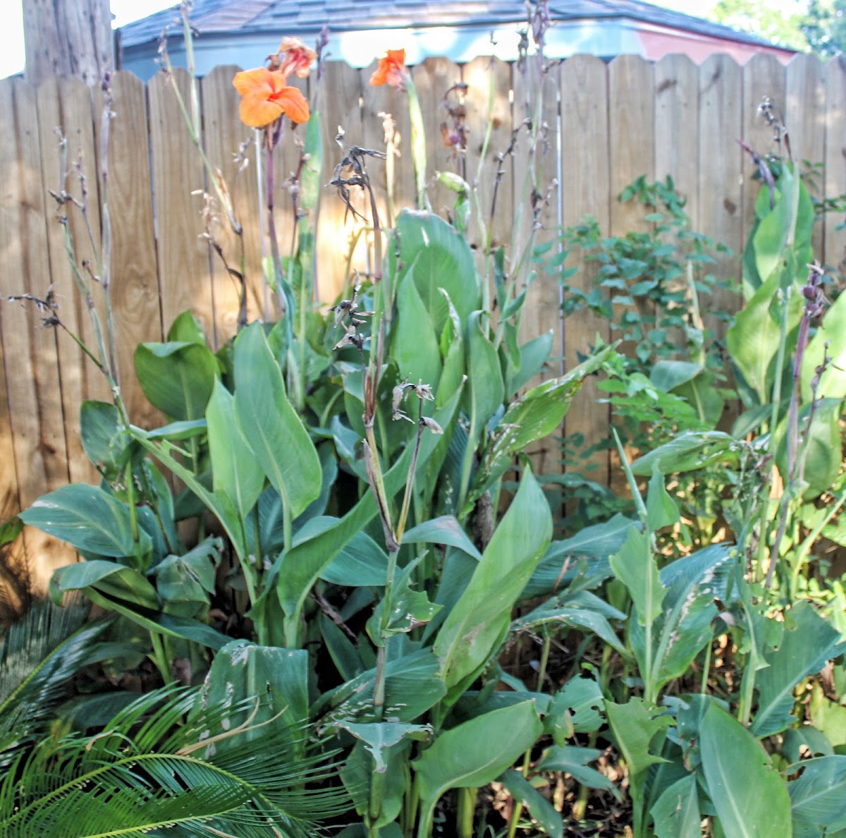 Tropical Red Canna Lily