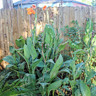 Tropical Red Canna Lily