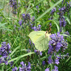 Common brimstone