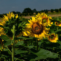 Ad ognuno il suo sole di SilviaCo