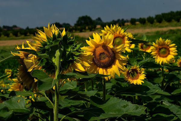 Ad ognuno il suo sole di SilviaCo