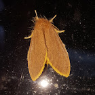 Tussock Moth