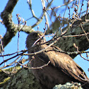 Black Kite