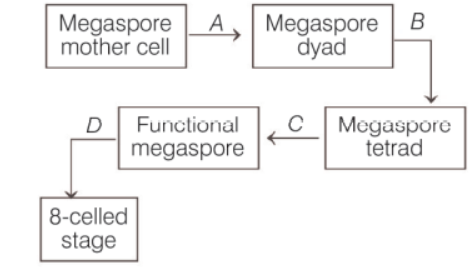 Megasporogenesis