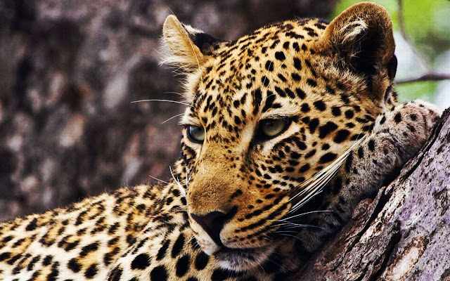 Leopard Wallpaper