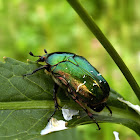 Green rose chafer