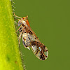 Delphacid Planthopper