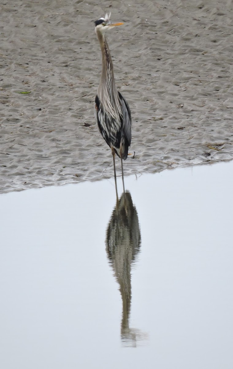 Great Blue Heron