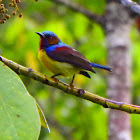 Red-Throated Sunbird