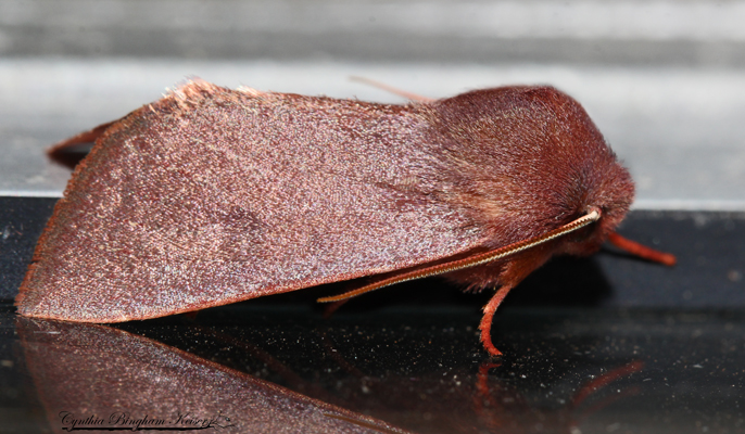 Cutworm Moth