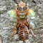 Unknown Cicada molting