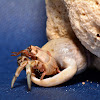 Hermit crab 2