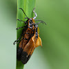 Net winged Beetle