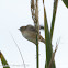 Zitting Cisticola