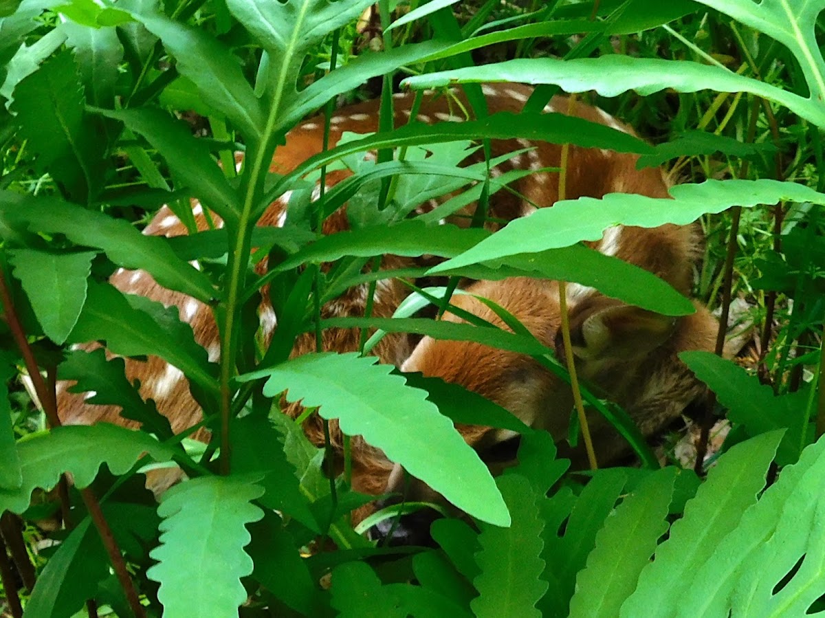 White-tailed Deer (fawn)