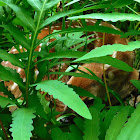 White-tailed Deer (fawn)