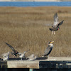 Black Oystercatcher (juvenile)