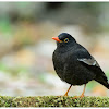 Grey-winged Blackbird