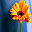 Flowers New Tab, Wallpapers HD