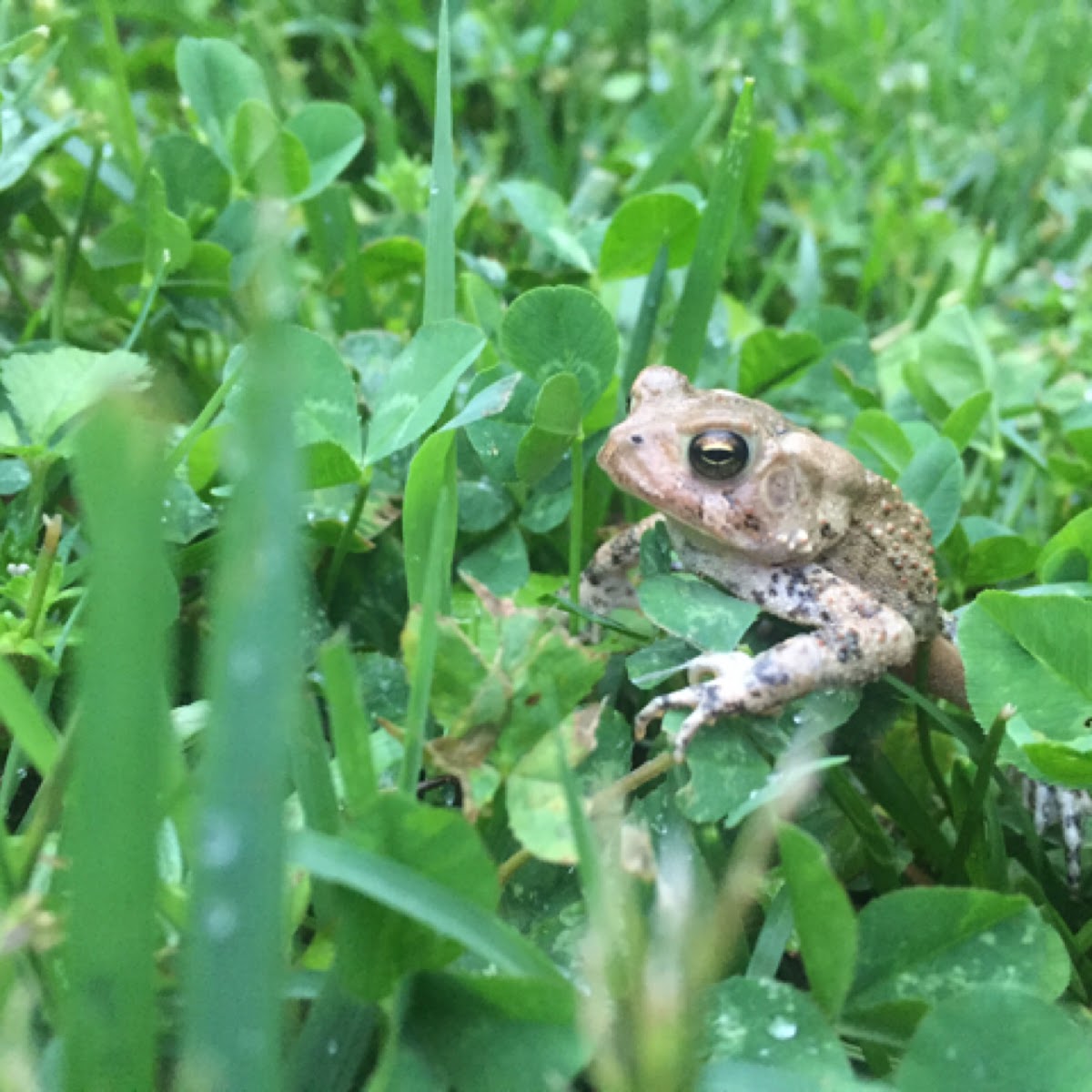 American Toad